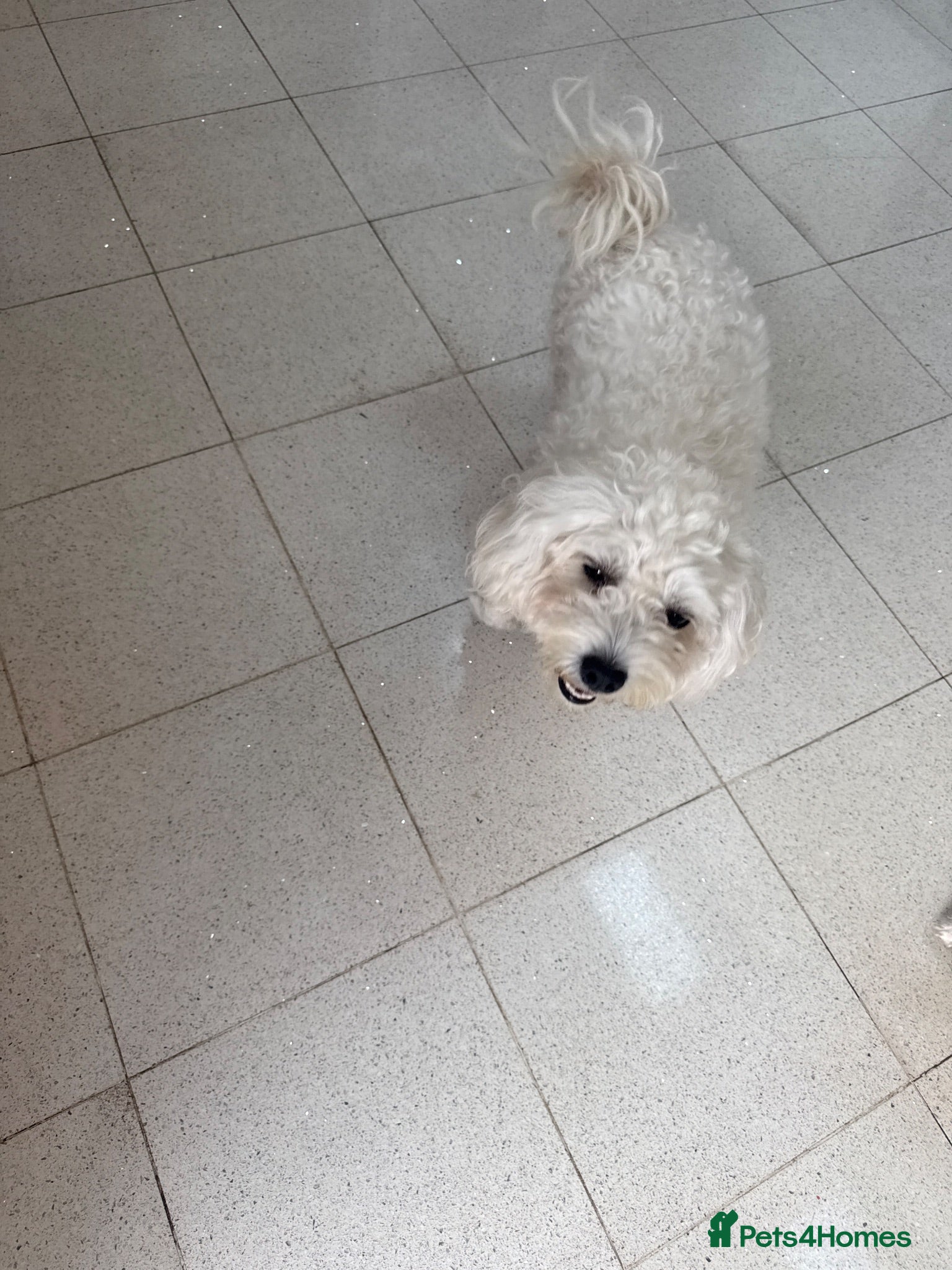 Bichon Frise dogs 3 bichon frise for sale - Advert 1