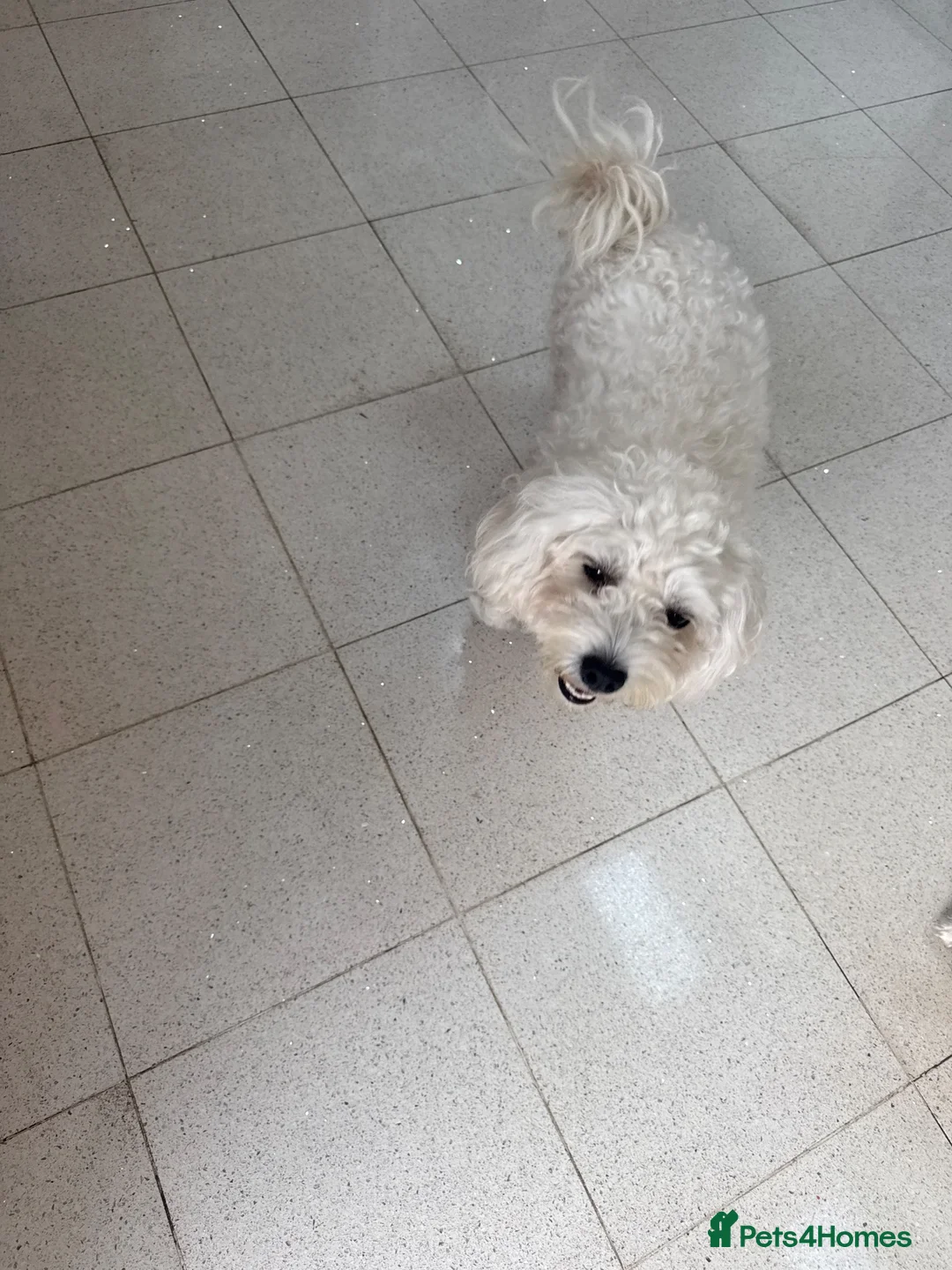 Bichon Frise dogs for sale: 3 bichon frise for sale - Advert 1