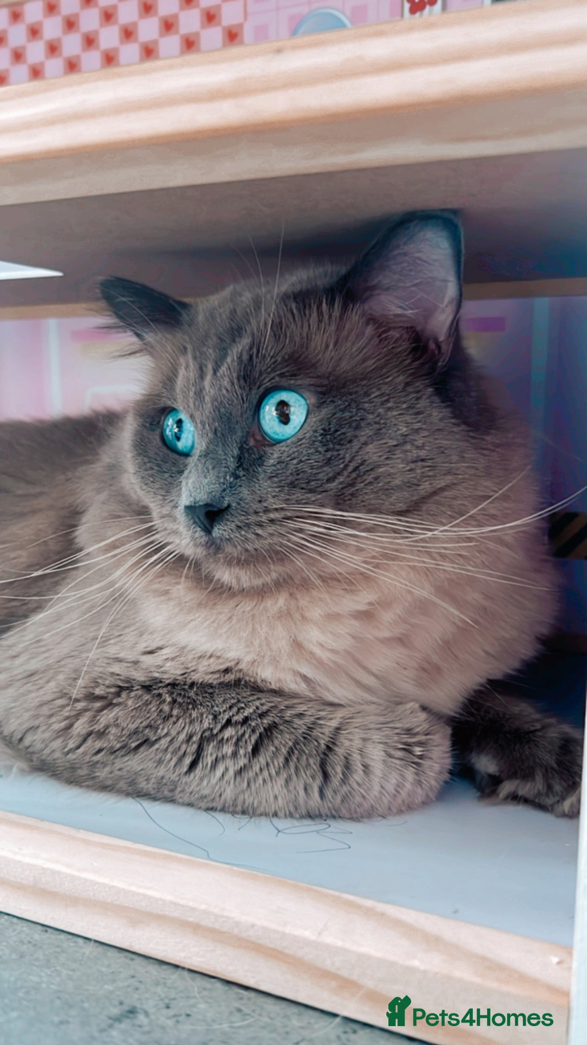 Persian cats for sale: 7-Persian kittens for sale 🩶🩵 males & Females - Advert 8