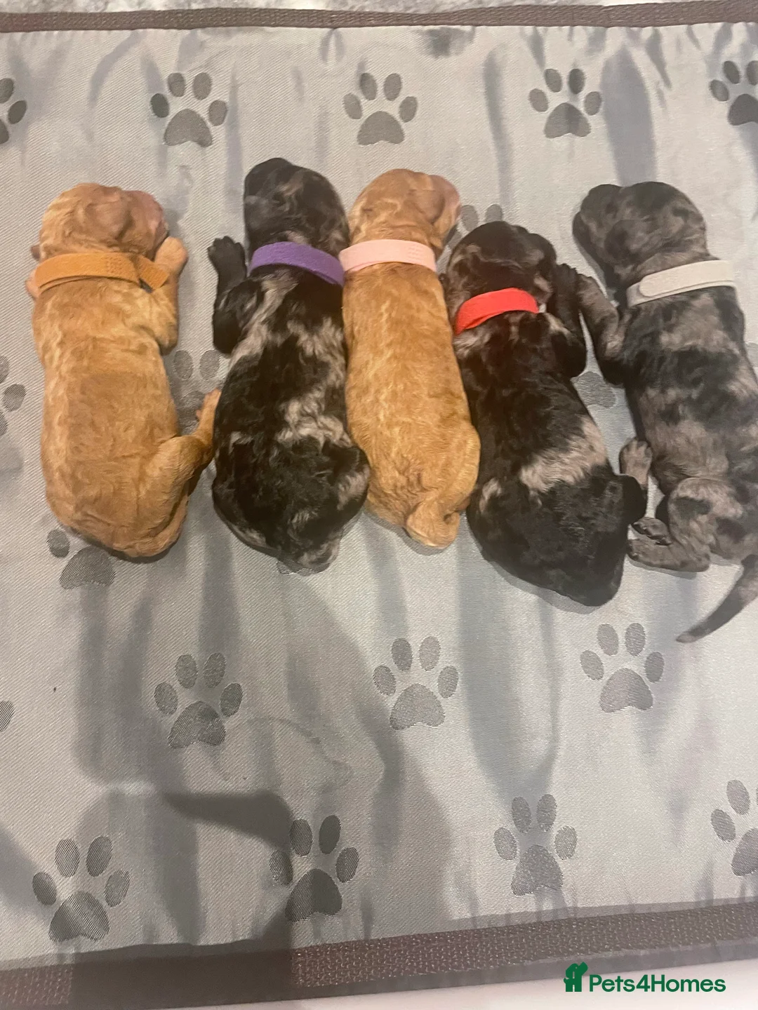 Miniature Poodle dogs for stud: Blue Merle Miniature Poodle (PROVEN) Health Tested in Sunderland - Advert 34