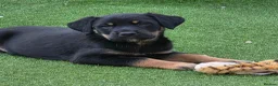 Mixed Breed dogs for sale: presa canario x kelpie - Advert 2