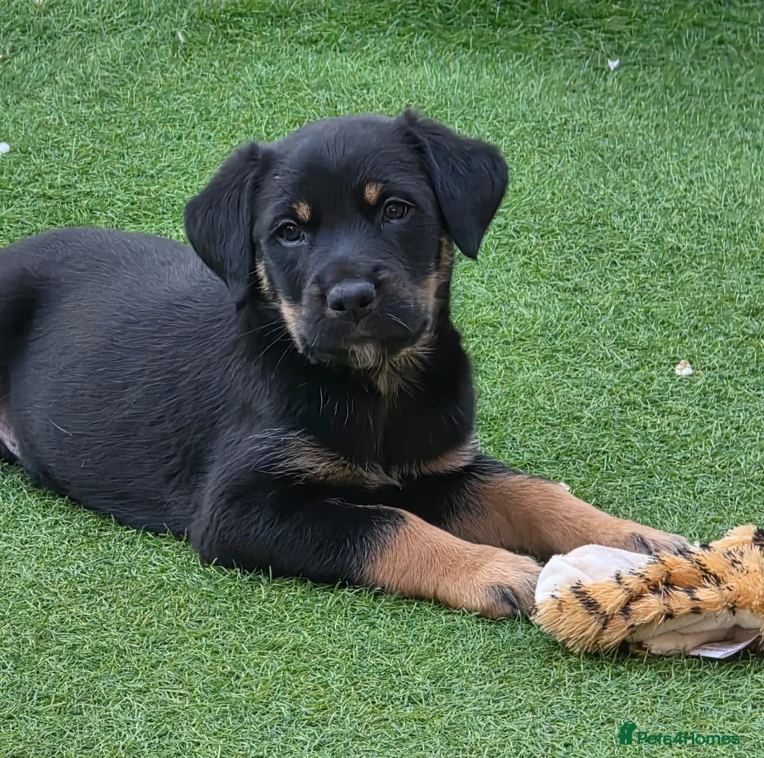 Mixed Breed dogs for sale: presa canario x kelpie - Advert 2