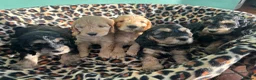 Cockapoo dogs for sale: Cutest cockapoos ready in two weeks  - Advert 6