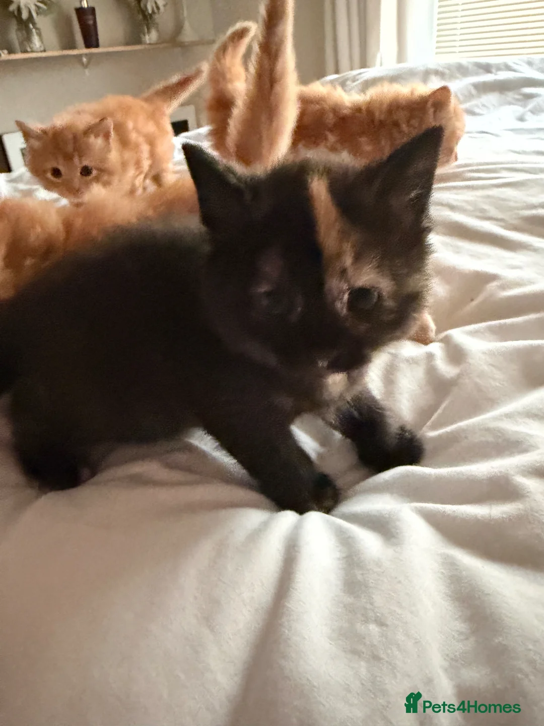 Domestic Shorthair cats for sale: Ginger kittens in Blackburn - Advert 10