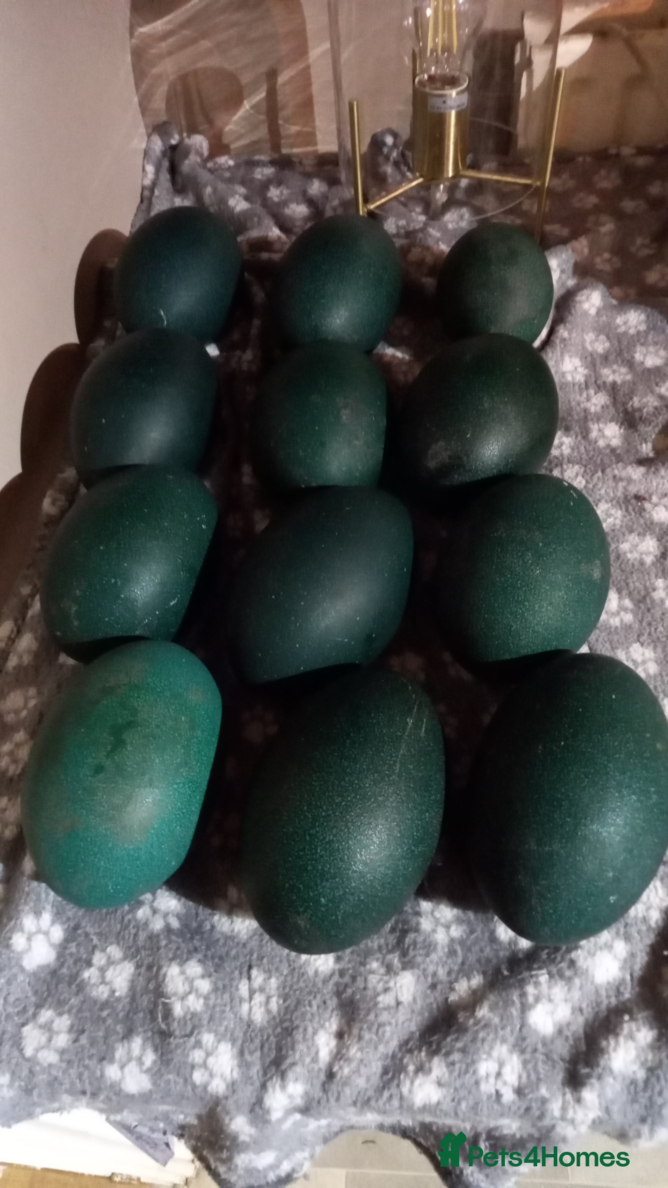 Emus poultry Emu hatching eggs for sale  - Advert 4