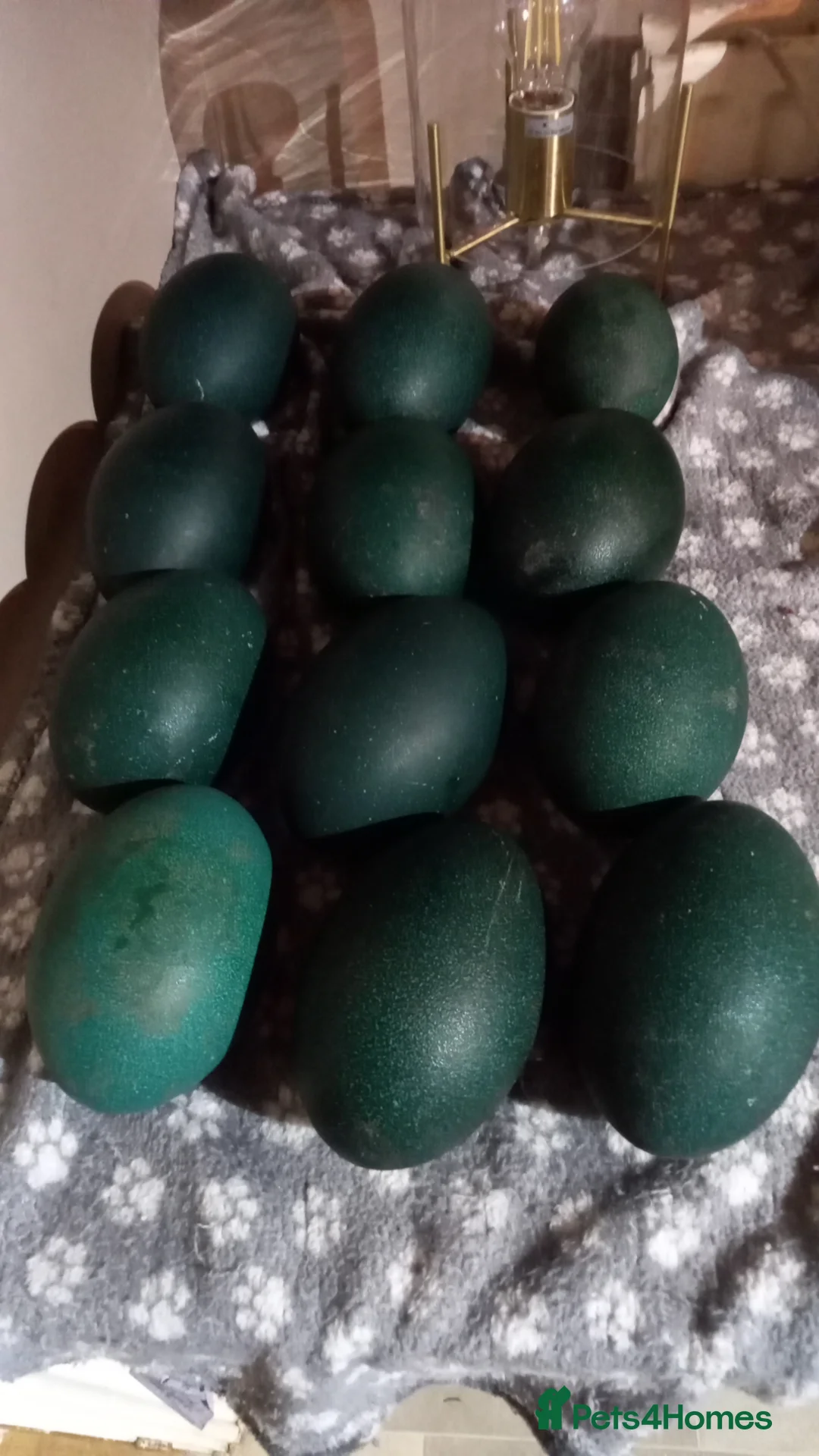 Emus poultry for sale: Emu hatching eggs for sale  - Advert 1