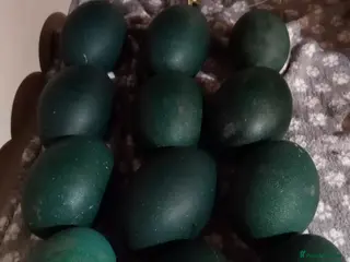Emus poultry Emu hatching eggs for sale - Advert 4