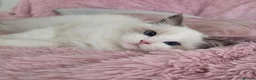 Ragdoll cats for sale: ✨️Champion European lines. Tica registered - Advert 9
