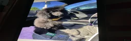 Toy Poodle dogs for sale: Toy poodle  - Advert 3