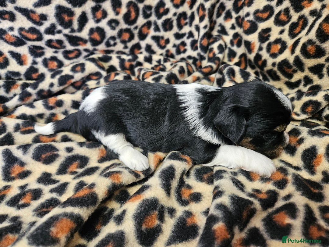 Yorkshire Terrier dogs for sale: 🤎 DNA tested parents 🤎 Yorkie puppies  - Advert 17