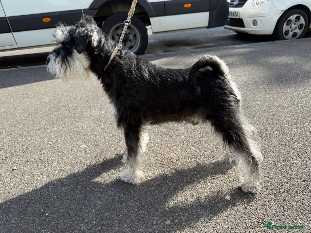 Miniature Schnauzer dogs for stud: Miniature Schnauzer stud - Advert 3