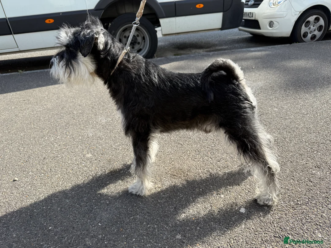 Miniature Schnauzer dogs for stud: Miniature Schnauzer stud - Advert 4