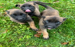 Mixed Breed dogs for sale: Belgian Malinois Puppies  - Image 8