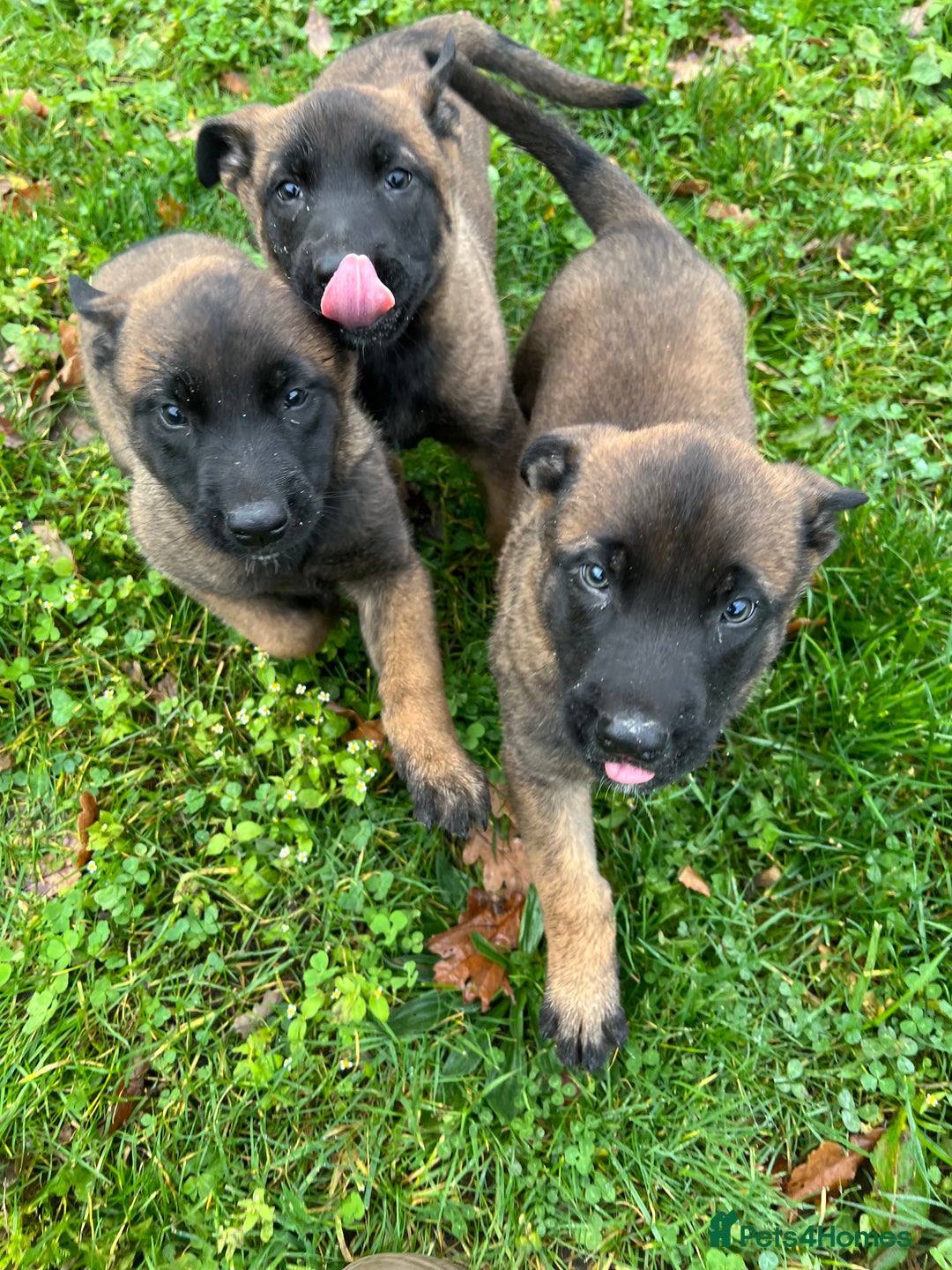 Mixed Breed dogs for sale: Belgian Malinois Puppies  - Image 8