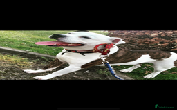 Mixed Breed dogs for sale: Bailey, 6 year old staff cross. - Image 4