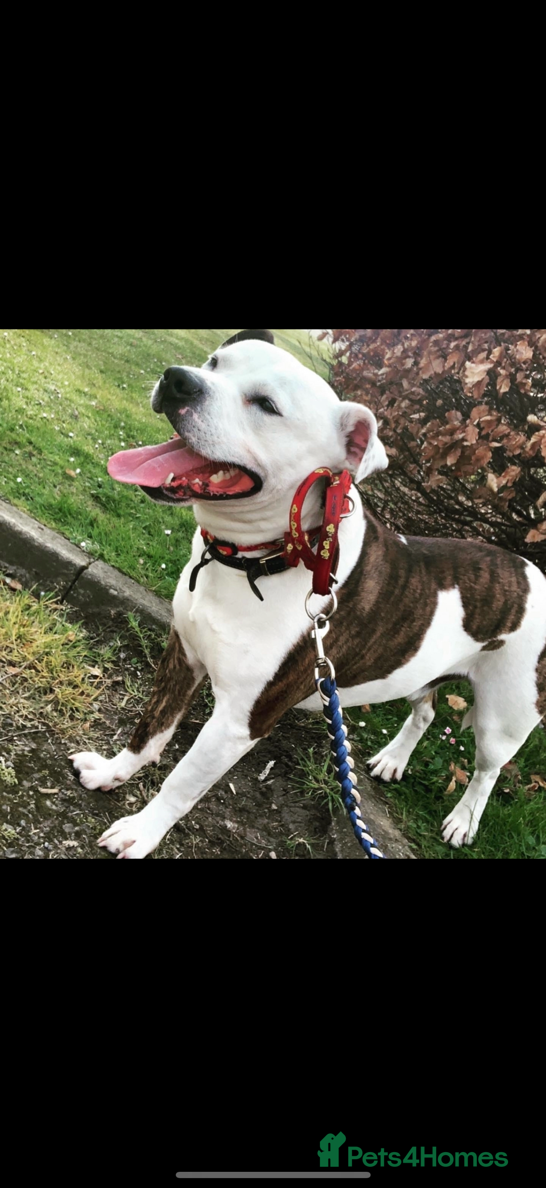 Mixed Breed dogs for sale: Bailey, 6 year old staff cross. - Image 4