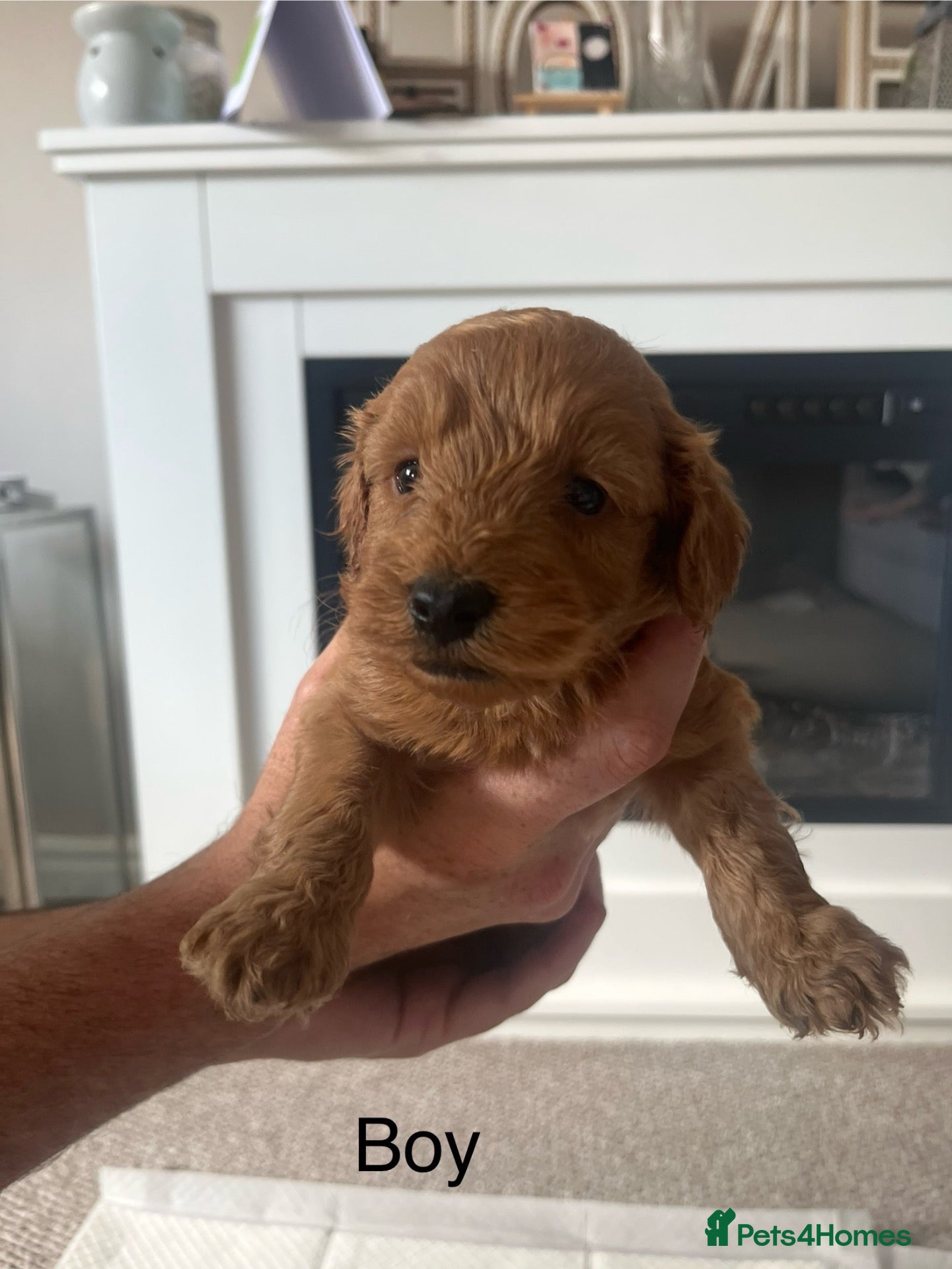 Cockapoo dogs Cockapoo puppies - Advert 2