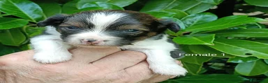 Mixed Breed 1