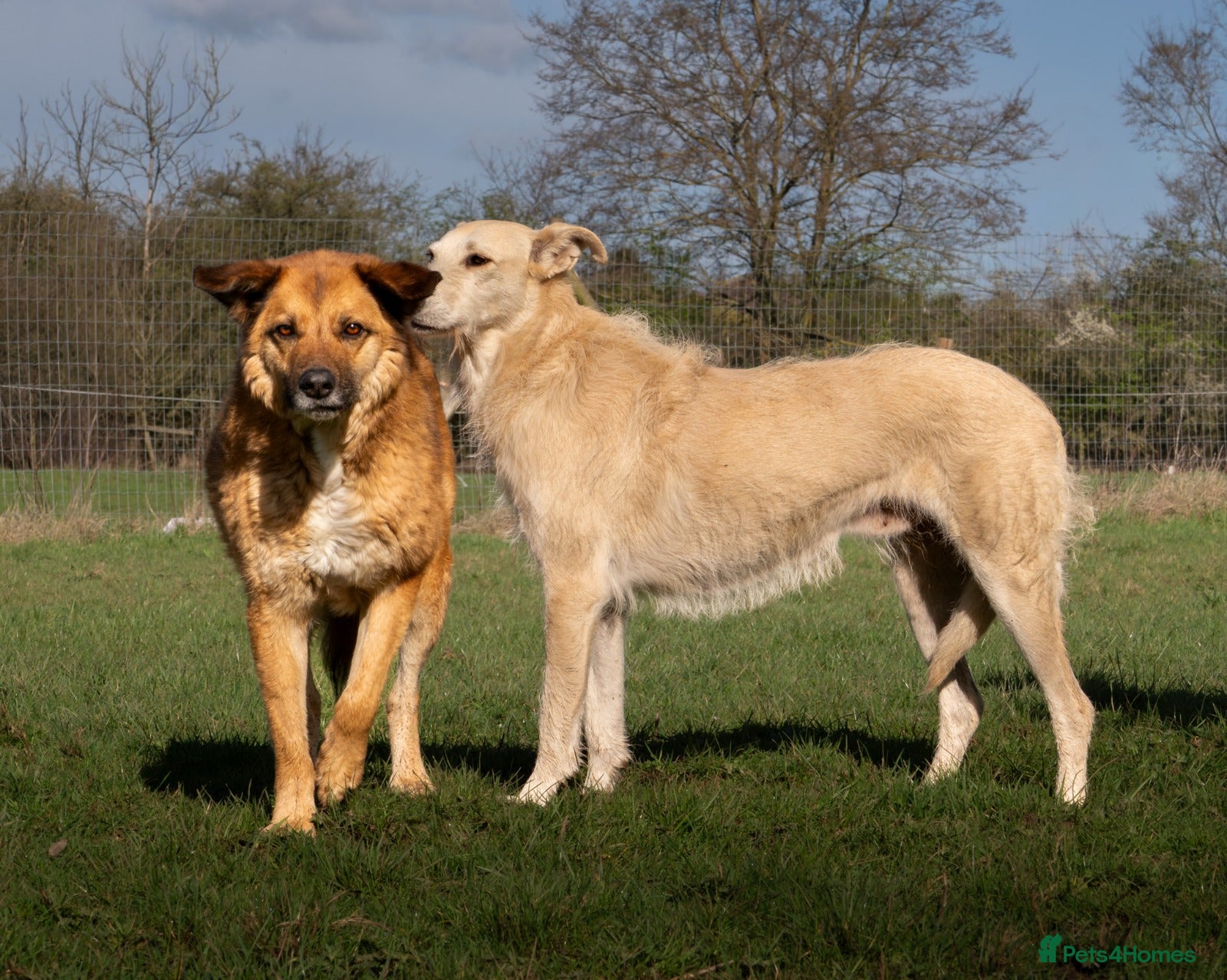 Mixed Breed dogs Two best friends looking for their forever home!  - Advert 2