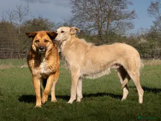Mixed Breed dogs Two best friends looking for their forever home! - Advert 2