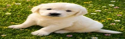 Golden Retriever dogs for sale: EXTENSIVELY HEALTH TESTED INTERNATIONAL PEDIGREE - Advert 1