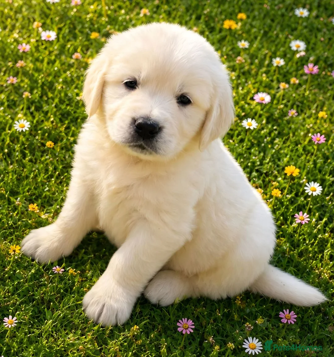 Golden Retriever dogs for sale: EXTENSIVELY HEALTH TESTED INTERNATIONAL PEDIGREE - Advert 1