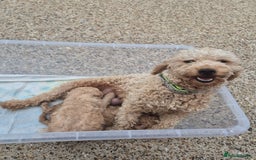 Poodle dogs for sale: Poodle pups - Image 6