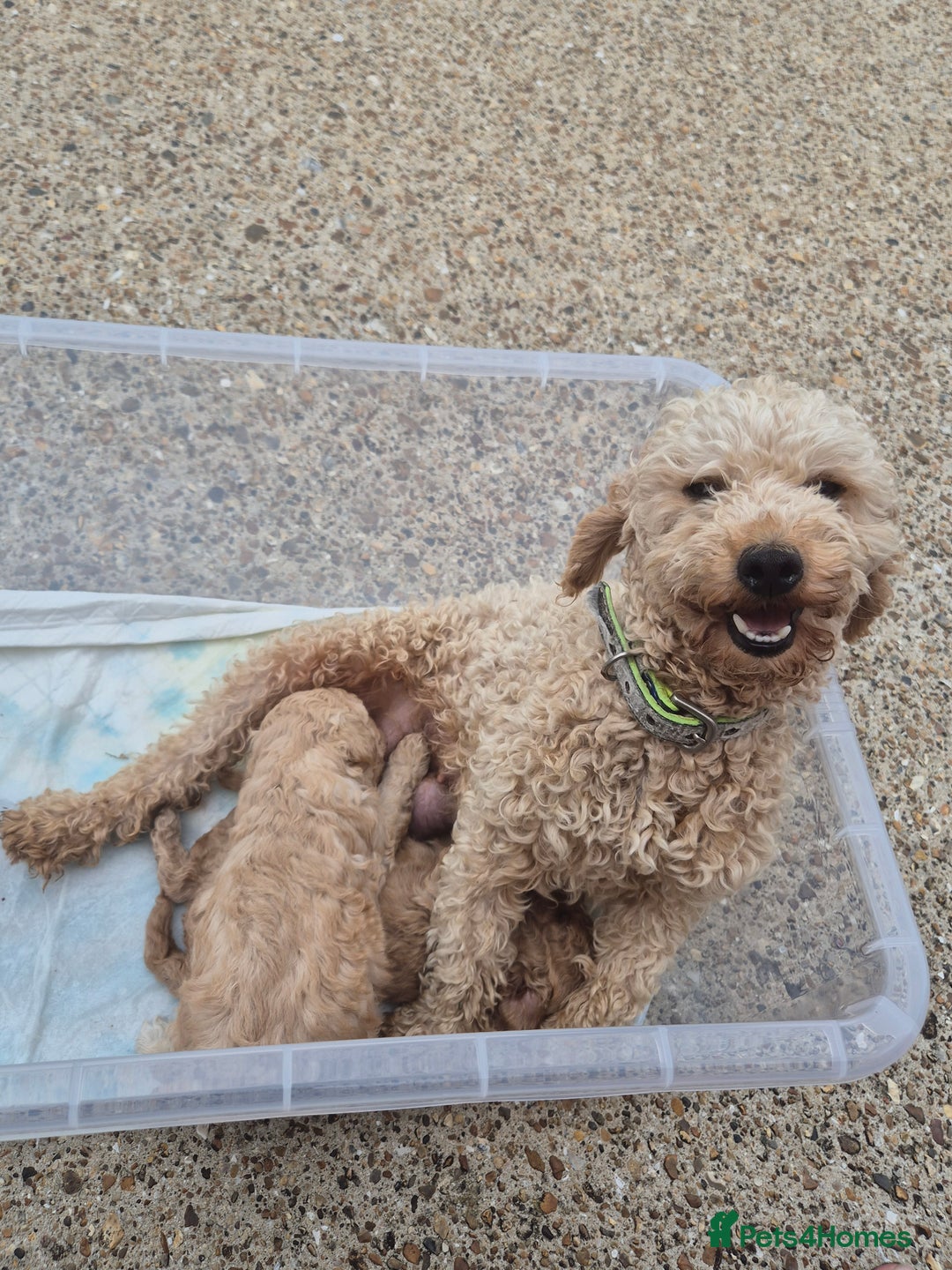 Poodle dogs for sale: Poodle pups - Image 6