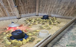 Geese poultry for sale: Day old Goslings for sale  in Shifnal - Image 3
