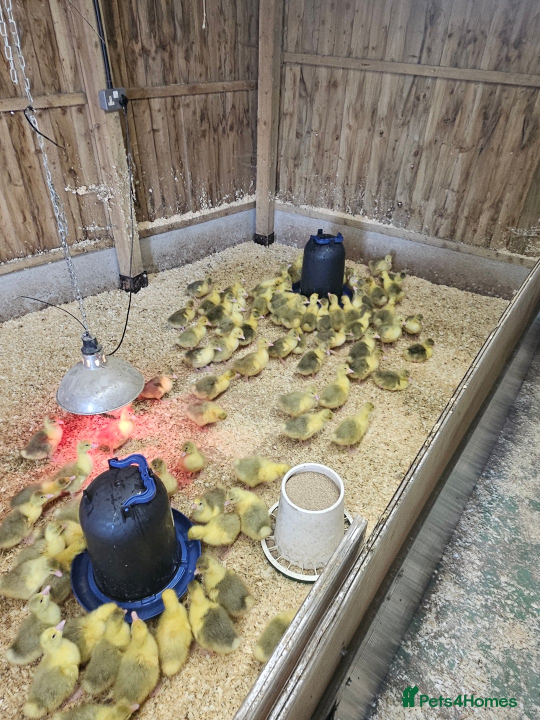 Geese poultry for sale: Day old Goslings for sale  in Shifnal - Image 3
