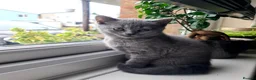 British Shorthair cats for sale: 8 weeks boy and girl - Dad 5 times champion 🏆 - Advert 8