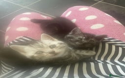British Shorthair cats for sale: Pedigree British shorthair kittens for sale  - Image 19