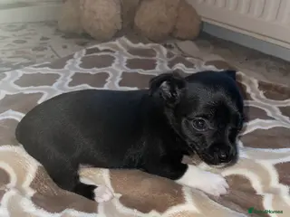 Mixed Breed dogs Chihuahua x Jack Russell puppies - Advert 1