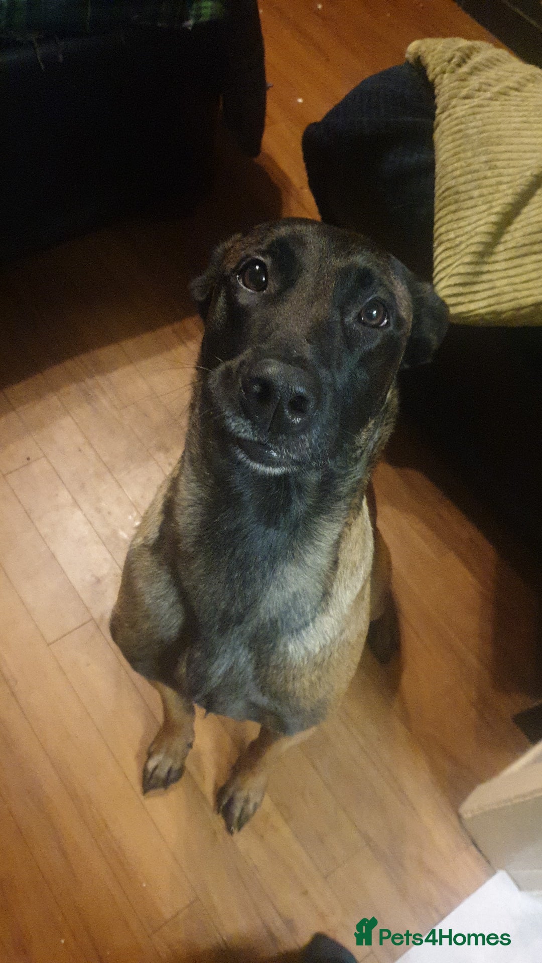 Belgian Shepherd Dog dogs for sale: Belgian Malinois x Dutch - Female 4 Yrs - Image 18