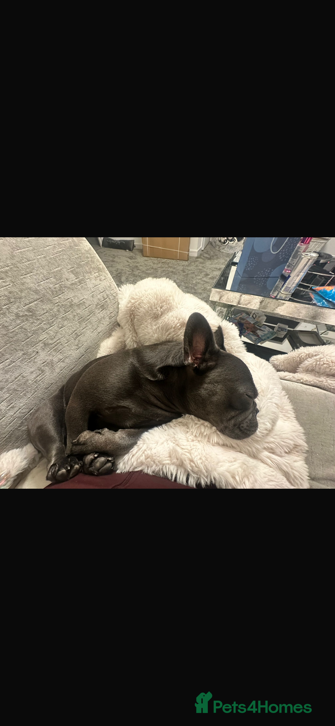 French Bulldog dogs for sale: French bulldog - Advert 4