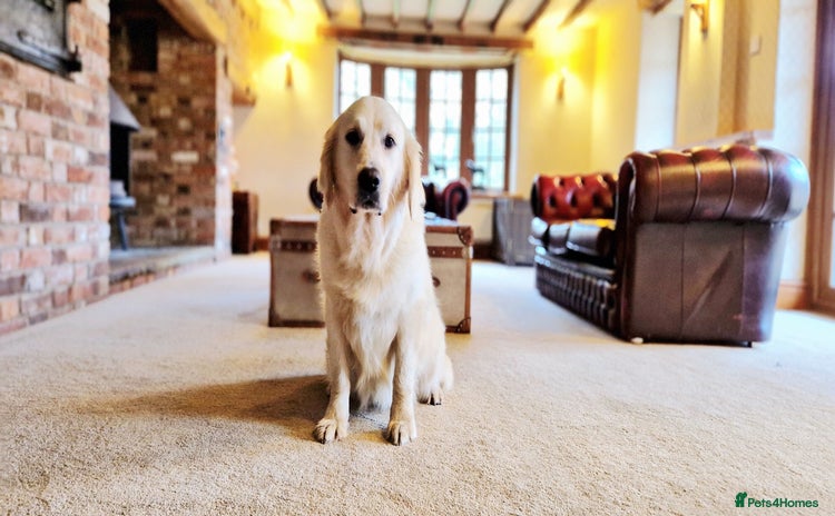 Golden Retriever dogs - Advert 4