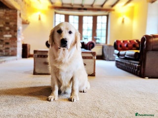 Golden Retriever dogs Newmiller Retrievers Litter Announcement - Advert 1