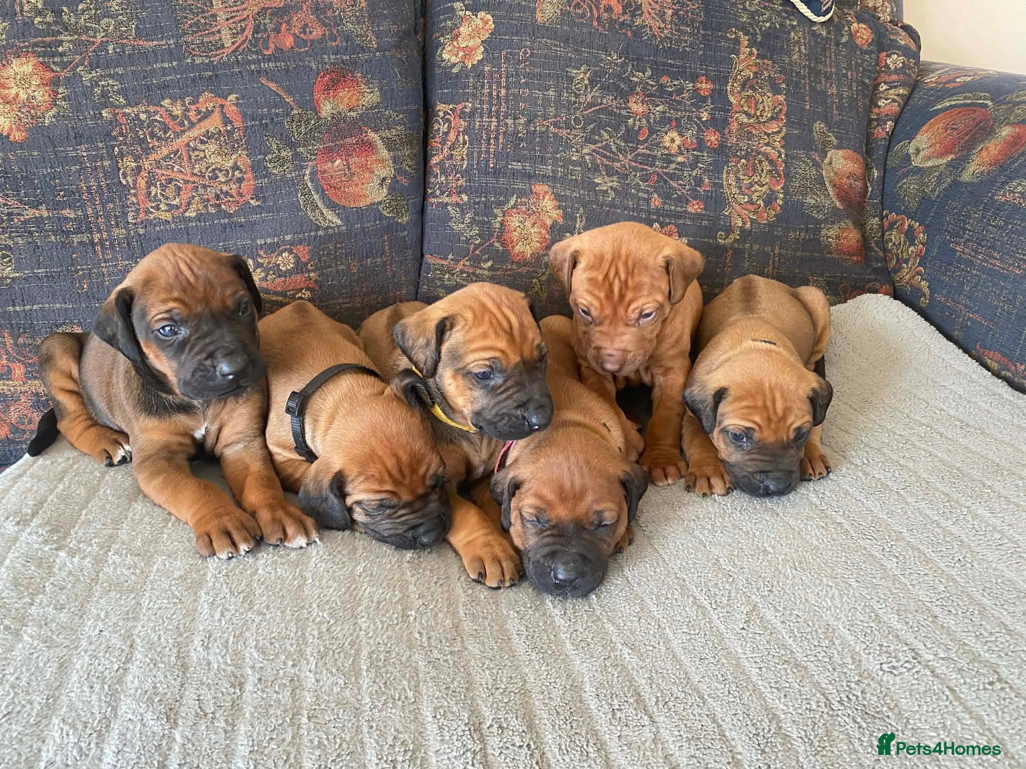 Rhodesian Ridgeback dogs KC reg Ridgeback puppies - Advert 1