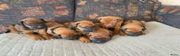 Rhodesian Ridgeback dogs for sale: KC reg Ridgeback puppies - Advert 1