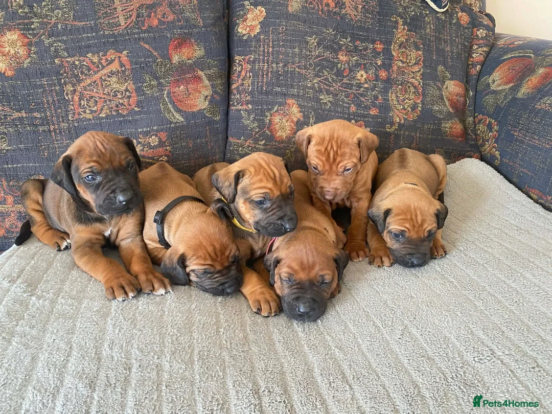 Rhodesian Ridgeback dogs for sale: KC reg Ridgeback puppies - Advert 1