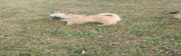 Pomeranian dogs for sale: Beautiful Pomeranianpuppy in Kilmarnock - Advert 16