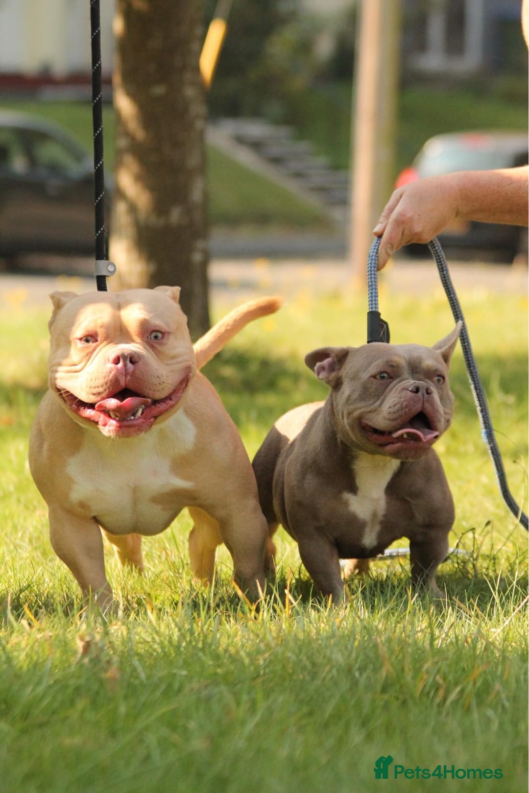 American Bully dogs for sale: American pocket bully  - Image 15