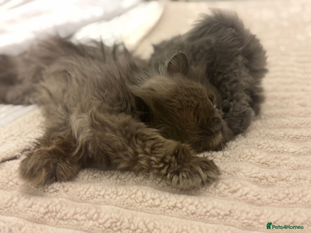 Persian cats for sale: GCCF SOLID BLUE PERSIAN PRINCESSES  - Image 29