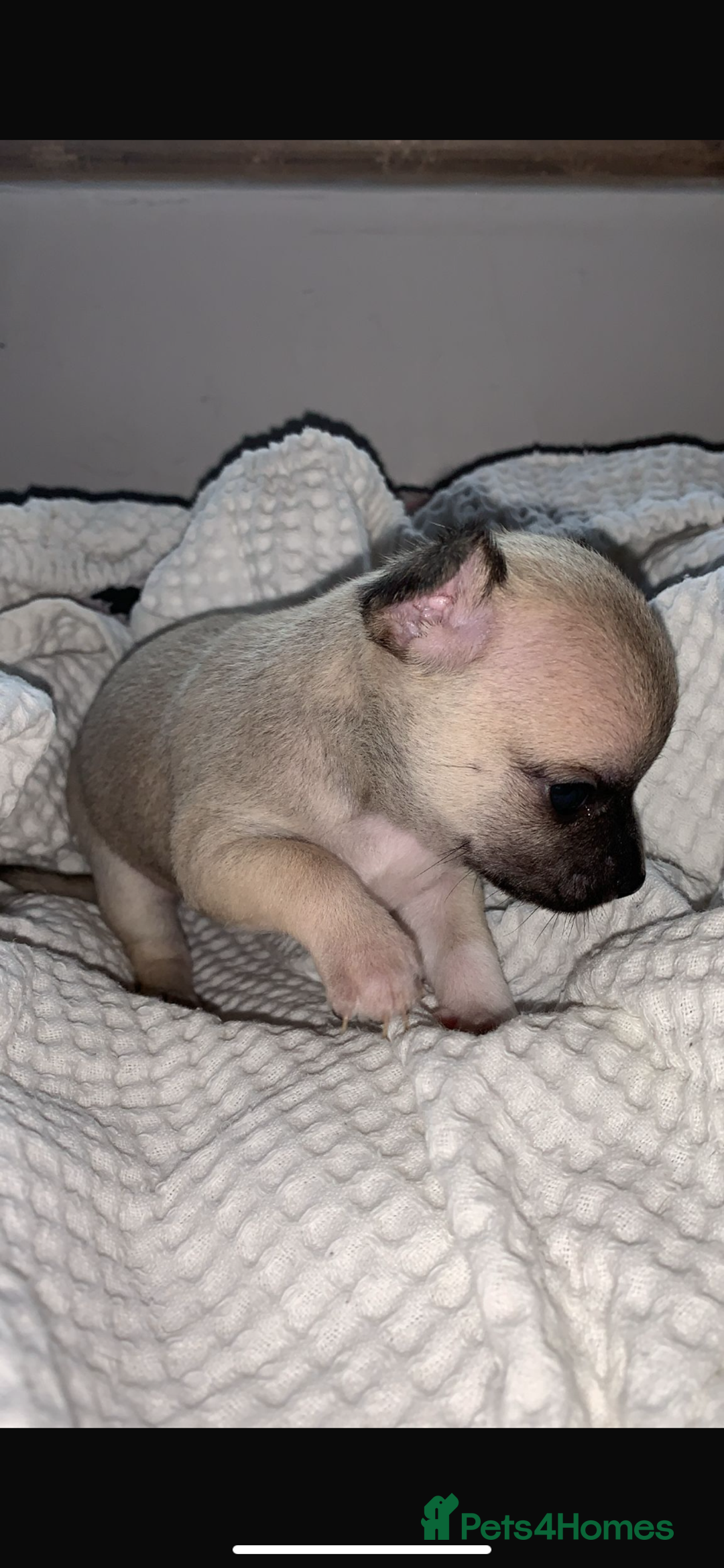 Chihuahua dogs for sale: 💛 Beautiful Chihuahua Pups – Ready 2nd Jan 26 💛 - Advert 8