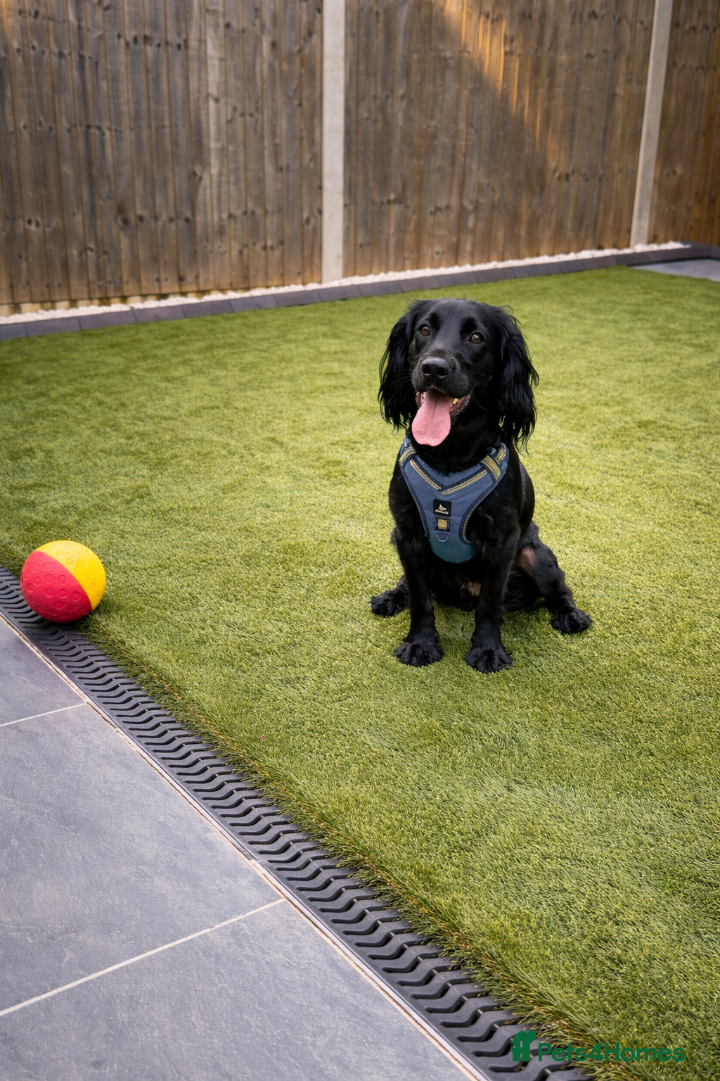 Cocker Spaniel dogs Puppy cocker spaniel  - Advert 1