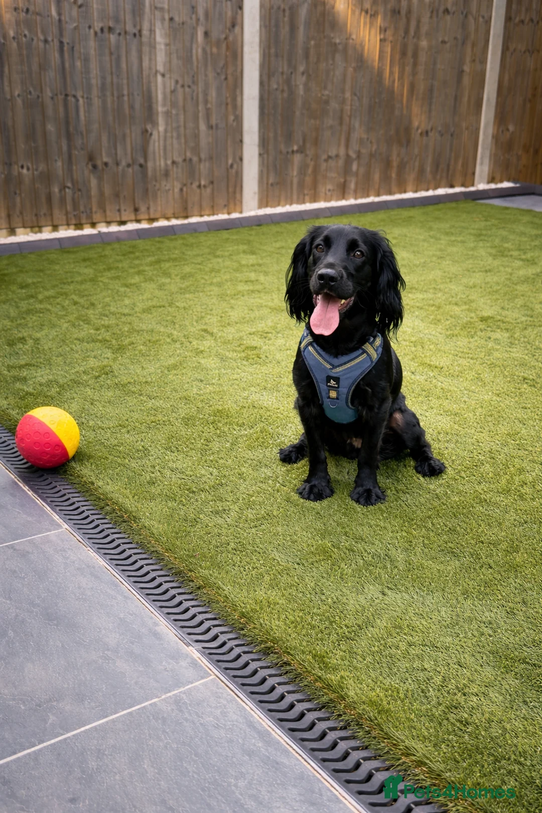 Cocker Spaniel dogs for sale: Puppy cocker spaniel  - Advert 1