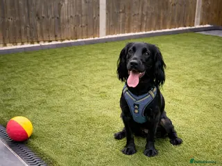 Cocker Spaniel dogs Puppy cocker spaniel - Advert 1