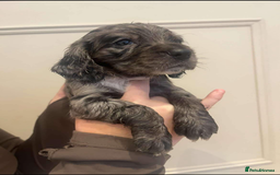 Cocker Spaniel dogs for sale: Working cocker spaniels  - Image 3
