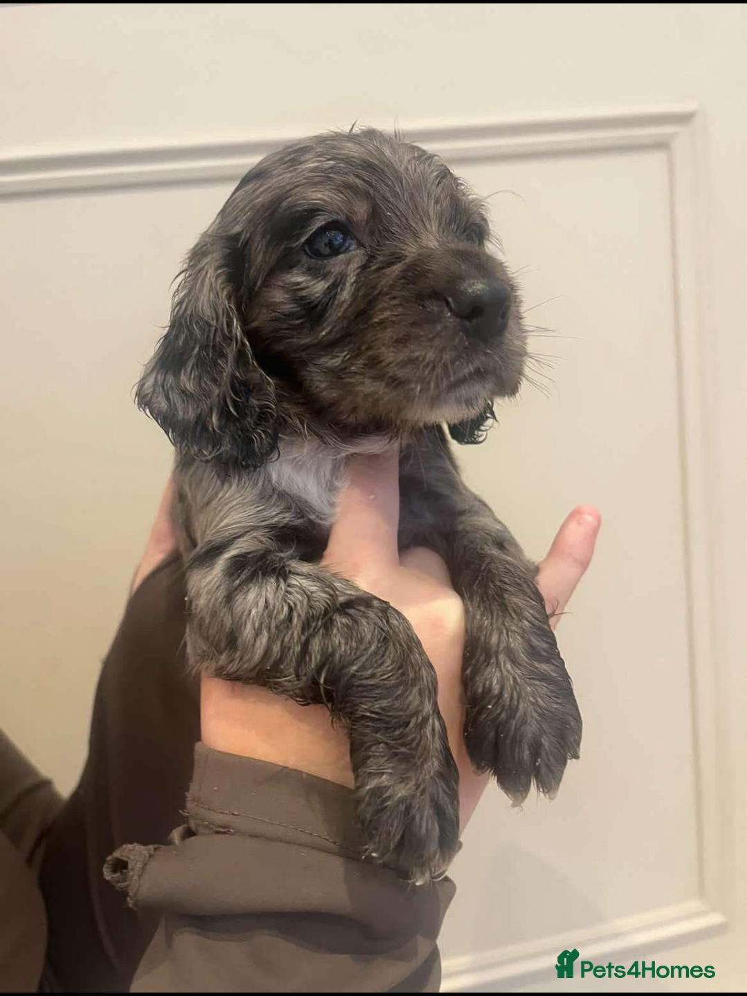 Cocker Spaniel dogs for sale: Working cocker spaniels  - Image 3