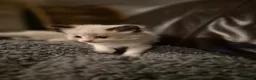 Ragdoll cats for sale: Gorgeous blue and seal ragdoll kittens - Advert 14